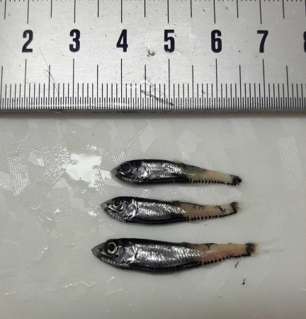 Size classes of differing fish species will be used to compare the biomass-size spectra between the northern and southern Benguela. / Die Größenklassen verschiedener Fischarten gehen in die Analyse sogenannter Biomasse-Größenspektren ein, die wir zwischen