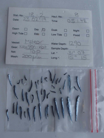 In der Neuston-Probe des oberen Netzes (TOP) befinden sich häufig viele Larven- und Juvenilstadien von Fischen, wie die hier vorsortierten und zum Einfrieren vorbereiteten Makrelenhechte (Scomberesocidae).