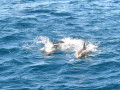 Pod of dolphins following the ship / Eine Schule Delfine begleitet das Schiff.