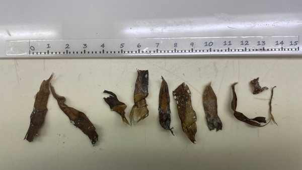 5 zmt getrocknete seegrasreste salzsee marleen stuhr idw  5 zmt getrocknete seegrasreste salzsee marleen stuhr idw