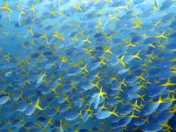 fusilier fishes fusilier fishes