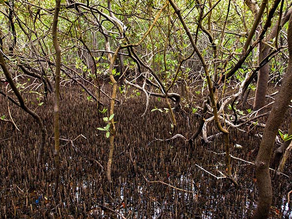 mangroves 600 450 kopie mangroves 600 450 kopie