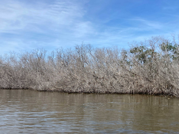 mangroves damage hurrican mexico web mangroves damage hurrican mexico web