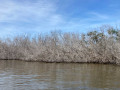 mangroves damage hurrican mexico web