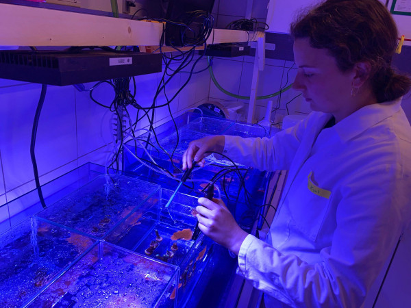 maree experiments naonplatiscs corals elana kysil   web maree experiments naonplatiscs corals elana kysil   web