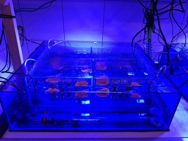 maree experiments naonplatiscs corals elana kysil   web maree experiments naonplatiscs corals elana kysil   web