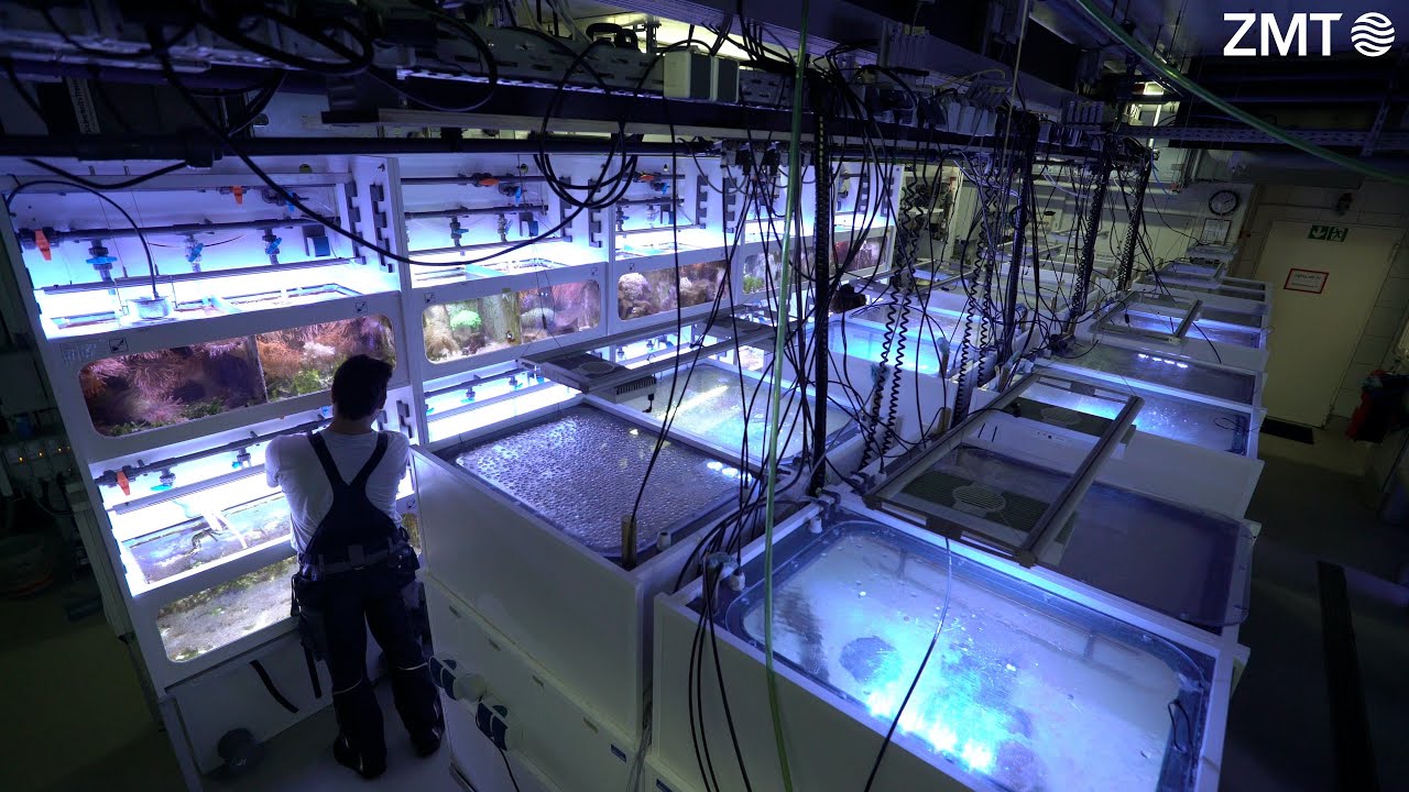 Youtube Preview - Video ID iqAhad0YuTo