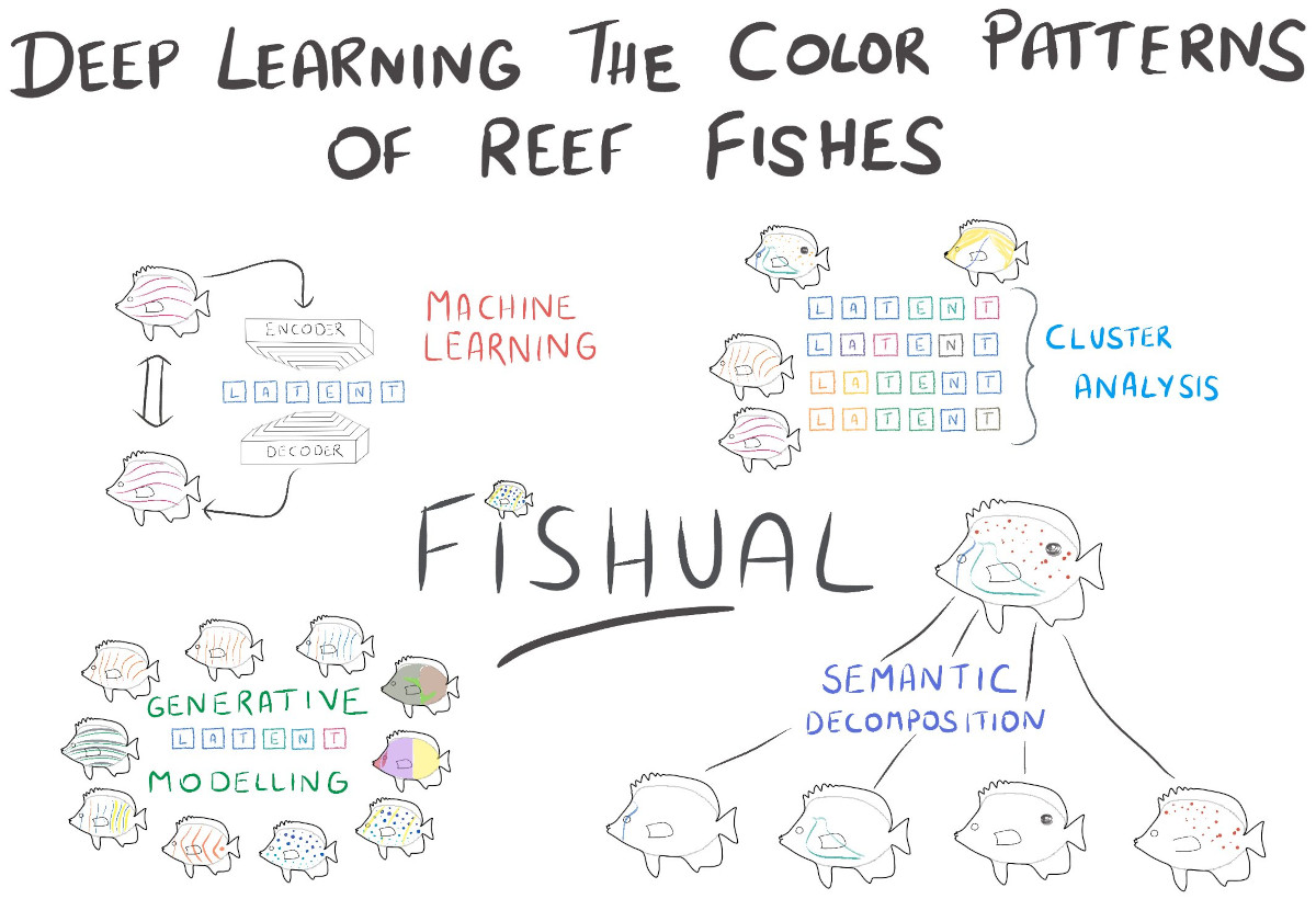 Deep learning the color pattern of reef fishes