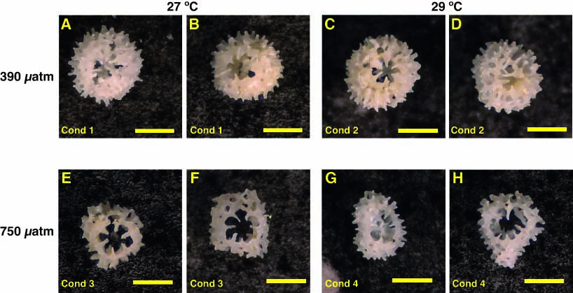 Coral Larvae Photos. Wu et al. 2017