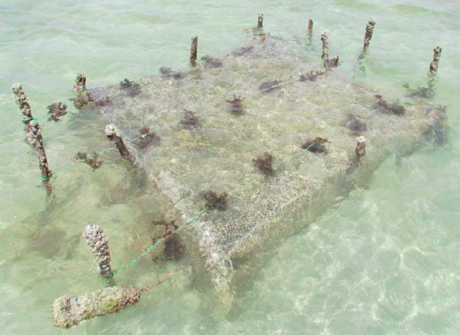 Integrierte Aquakultur: Seegrasfragmente auf einen Seegurkenkäfig in Muungoni, Sansibar | Foto: Andreas Kunzmann