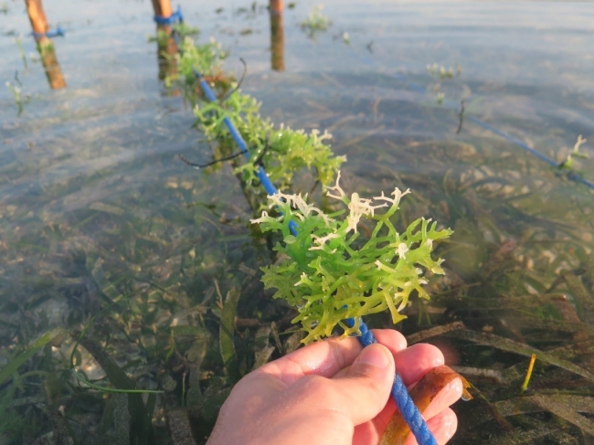 Tropical macroalgae, seaweed culturing | Photo: H.D. Moreno