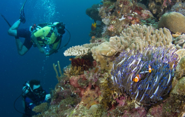 Ein Anemonenfisch-Paar, das sich in Tentakeln seiner Wirtsanemone vor Tauchern versteckt | Foto: Evan Brown, Auckland University of Technology