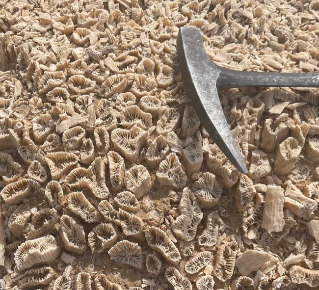 Nahaufnahme einer felsigen Oberfläche, dicht bedeckt mit kleinen, beigefarbenen fossilen Korallenstrukturen mit feinen, gerippten Mustern. Rechts liegt ein Metall-Geologenhammer mit spitzer Spitze, der als Größenvergleich für die im Boden eingebetteten Fossilien dient.