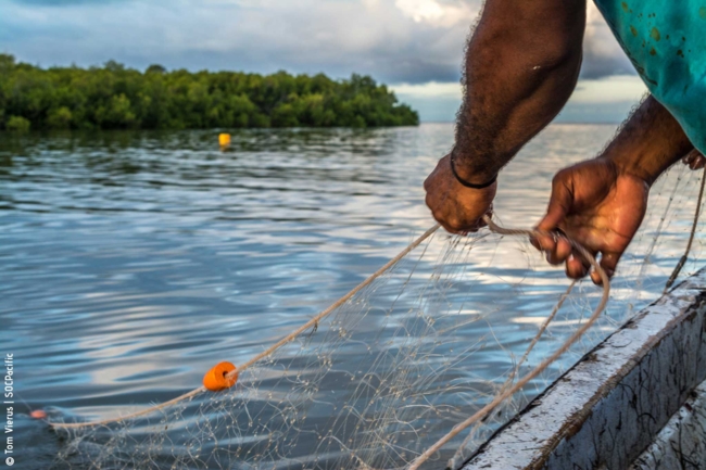 Ein Mann zieht ein Fischernetz aus dem Wasser. Im Hintergrund ist eine Küstenlinie mit Mangrovenbäumen zu sehen.