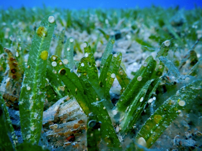 Eine Unterwasser-Nahaufnahme eines Seegrasfeldes mit lebendig grünen Halmen, die mit kleinen weißen und gelblichen kreisförmigen Kalkorganismen bedeckt sind.
