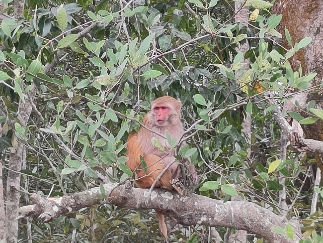 Ein braun-orangefarbener Affe mit rötlichem Gesicht sitzt auf einem dicken Ast in dichtem grünen Blattwerk. Er blickt zur Seite, während Zweige und Blätter ihn teilweise umgeben und den Hintergrund eines dichten Waldes bilden.