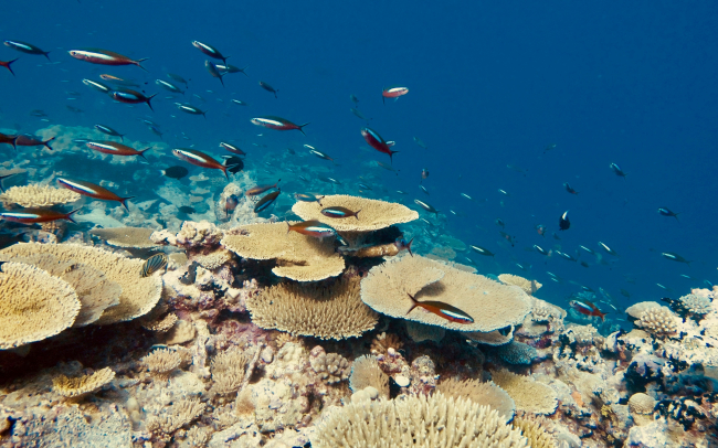 Coral reef in the Chagos Archipelago | Photo: Marleen Stuhr, ZMT