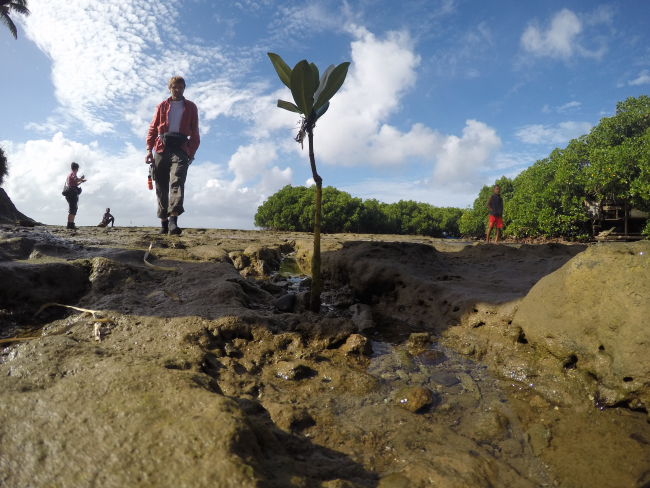 kleine Mangrovenpflanze im Vordergrund im Hintergrund ist eien Mann in Wanderkleidung zu sehen