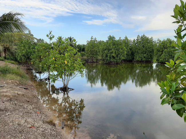 Photo of  mangrove trees of differnt sizes near and in a pond.