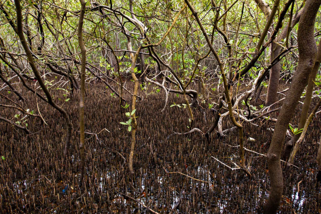 Mangroves stand on the coast of Barú | Photo: Carolina Hortúa Romero