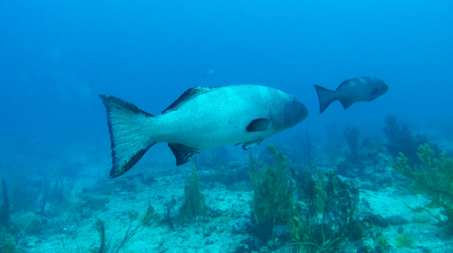 A photograph of two large fish swimming in a clear blue underwater environment. The fish in the foreground has a streamlined body with a silver-gray color, a slightly darker head, and black markings on its fins and tail.immen. Der Fisch im Vordergrund hat einen stromlinienförmigen Körper mit silbergrauer Farbe, einen etwas dunkleren Kopf und schwarze Markierungen an Flossen und Schwanz.