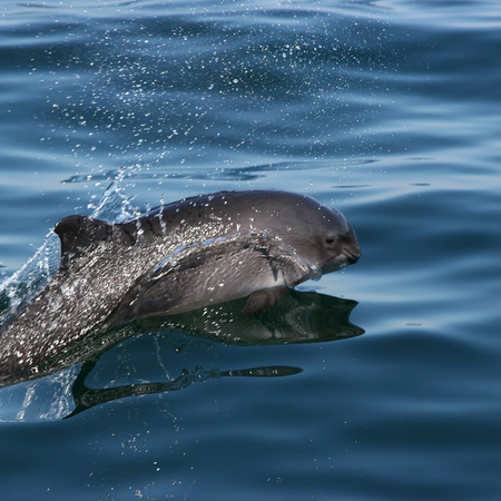Bedrohte Schweinswale: ZMT-Forscherin setzt sich für Schutz der Nordsee ein