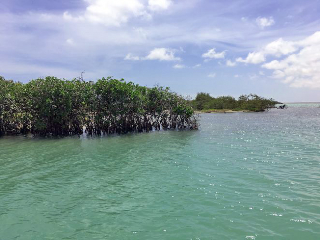 Mangroves in Colombia (Photo: Julian Granados, ZMT)