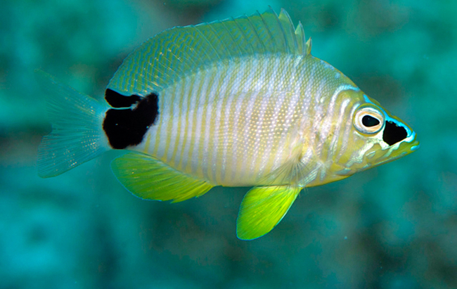 Ein bunter Fisch mit gelblichem Körper, durchscheinenden Flossen und zwei markanten schwarzen Flecken - einer in der Nähe des Schwanzes und ein größerer in der Nähe des Auges - schwimmt vor einem türkisblauen Unterwasserhintergrund