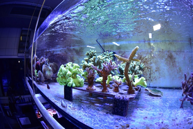Nahaufnahme eines großen, blau beleuchteten Aquariums mit verschiedenen Korallen auf einem Gestell. Die bewegte Wasseroberfläche reflektiert das Licht.