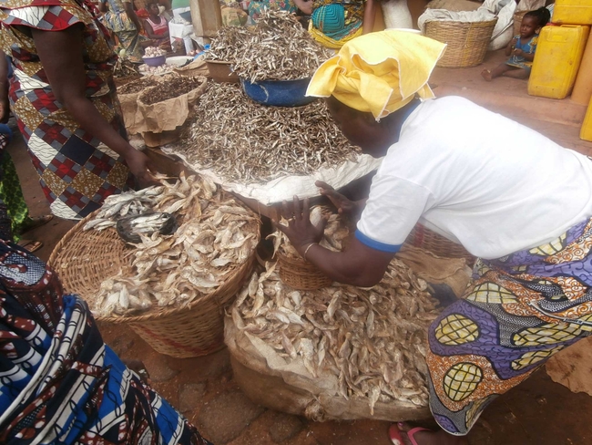 A woman with a yellow headscraf is leaning over a basket of  dried fish and is sorting the fish