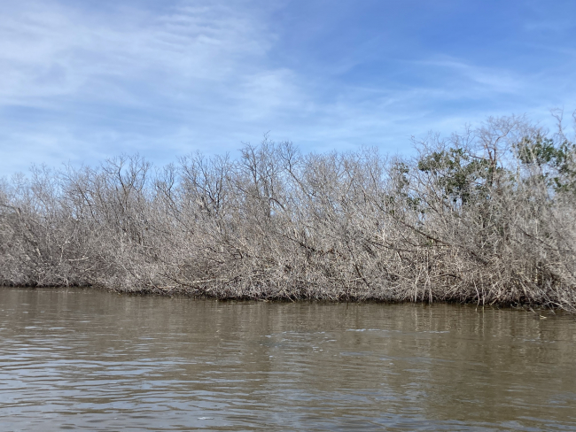 Im Jahr 2021 zerstörten Hurrikans rund 50% der Mangroven im mexikanischen Naturpark Río Largartos, wie Einheimische berichten. | Foto: A. Daschner, ZMT