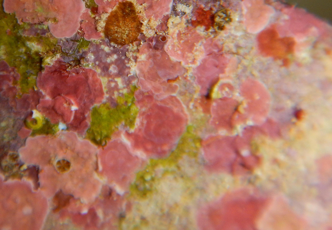 Biofouling kann Probleme für die Schifffahrt- oder die Lebensmittelindustrie verursachen ebenso wie bei Wasseraufbereitung und in Entsalzungsanlagen | Foto: Lisa Röpke