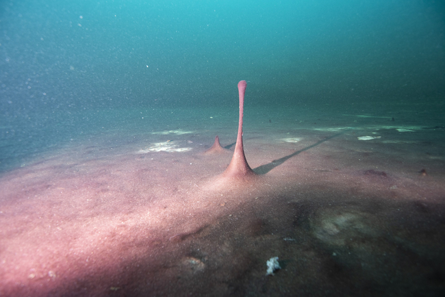 Lila gefärbte, mikrobielle Matten im Middle Island Sinkhole im Lake Huron, Juni 2019. Kleine Hügel und „Finger“ wie dieser entstehen durch Gase wie Methan und Schwefelwasserstoff verursacht, die unter der Oberfläche der Matten blubbern. | Foto: Phil Hartmeyer, NOAA Thunder Bay National Marine Sanctuary