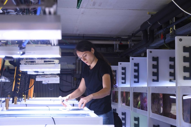 A person works attentively on several illuminated aquariums in a technical research facility. Additional aquariums, pipes, and cables are visible in the background