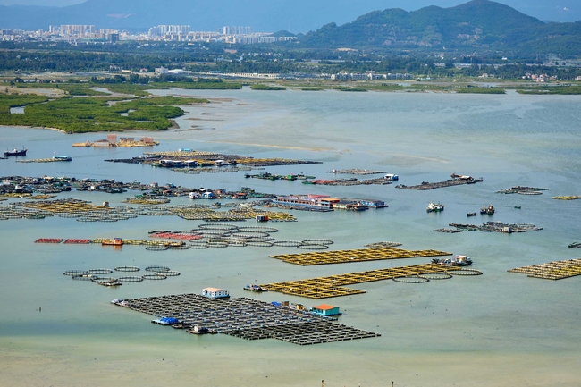 Luftaufnahme eines Küstengebiets mit Aquakulturanlagen und schwimmenden Teichen auf ruhigem blaugrünem Wasser. Kleine Boote und schwimmende Plattformen liegen zwischen rechteckigen Becken und kreisförmigen Netzgehegen. Im Hintergrund sind Marschinseln, eine entfernte Stadt skyline und bewaldete Berge unter leicht diesigem Tageslicht zu sehen.
