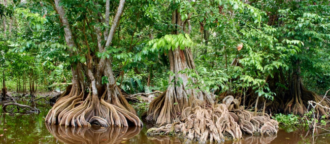Mangrove trees. A lush green landscape with dense mangrove forests.