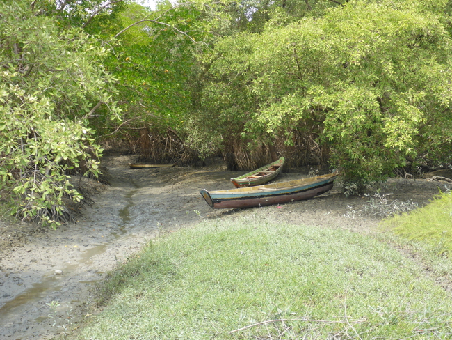 Mangroves in Bragança, Brazil