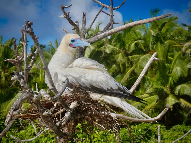 A white seabird with a pale blue beak sits in a nest made of twigs in a bare tree. Lush green palm trees stretch across the background beneath a blue sky.