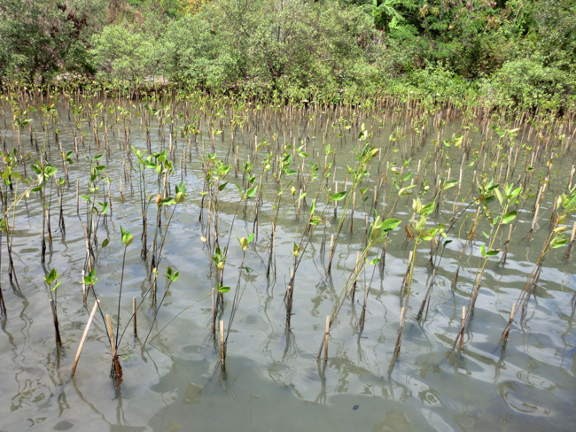 Kleine Mangrovensetzlinge im schlammigne Boden umgeben von Wasser.