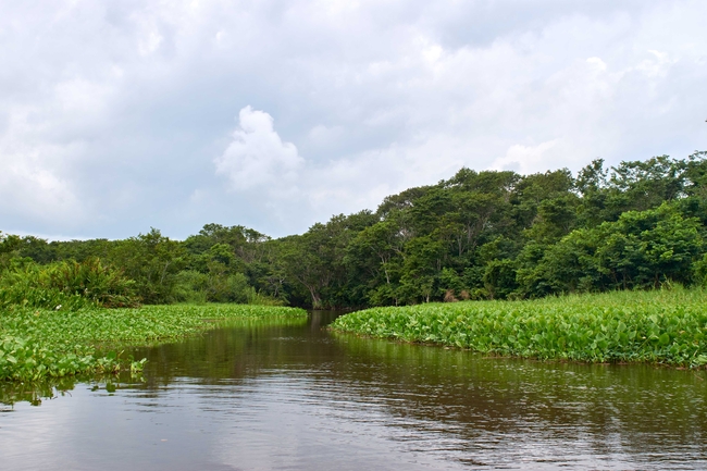 In dem Projekt auf Kuba werden Sedimente aus Mangrovenwäldern und Seegraswiesen im Gran Humedal del Norte de Ciego de Avila Feuchtgebiet untersucht und die Kohlenstoffvorräte berechnet. | Foto: Tim Jennerjahn, ZMT