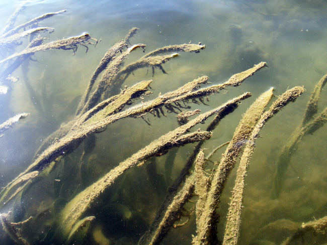 Small algae, which are fed by nitrogen-rich wastewater from aquaculture ponds, grow on the seagrass off the Chinese island of Hainan.  | Photo: Lucia Herbeck, ZMT