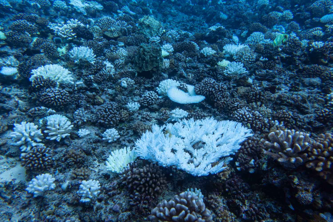 Starke Korallenbleiche in Mo'orea, Französisch-Polynesien im Jahr 2019 | Foto: © Steve Doo, Leibniz-Zentrum für Marine Tropenforschung (ZMT)