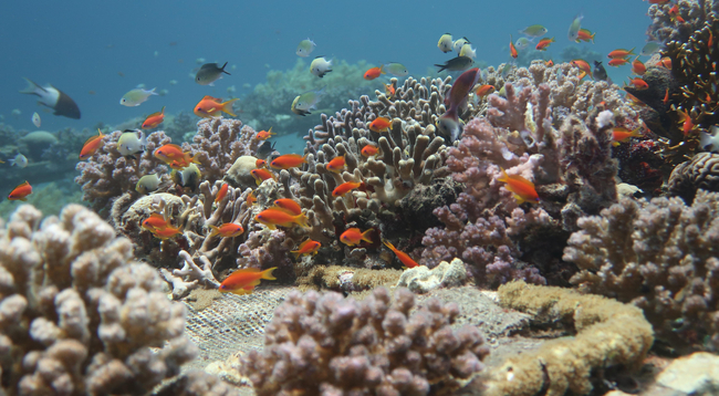 Coral reef off the coast of Eilat | Photo: Sonia Bejarano
