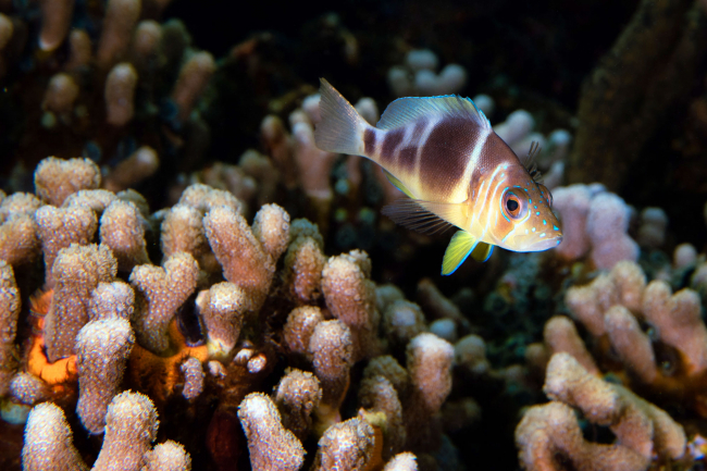 Braunband-Hamletbarsch (Hypoplectrus puella), Bocas del Toro Archipelago | Foto: Floriane Coulmance