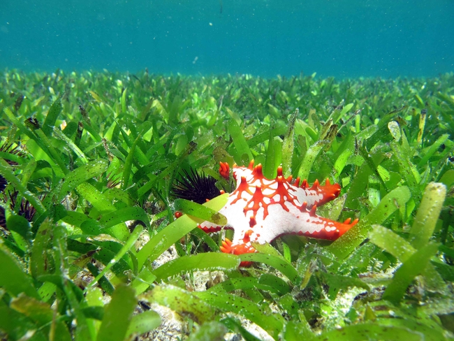 Seegraswiesen vor der Küste Sansibars | Foto: Dieuwke Hoeijmakers, ZMT