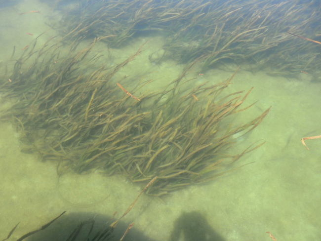 Photo of seagrasses underwater
