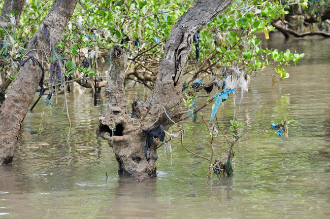 Plastic bag remnants hanging from the branches of a tree