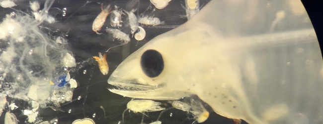 The main objective of the MicroplastiX project is to identify MP particles, investigate abundances, assess distribution pathways as well as accumulation and transport processes from coastal to deep-sea ecosystems and evaluate the potential impact on aquatic organisms. | Photo: Carolin Müller, ZMT
