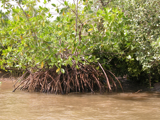 Mangrove in Java | Foto: Inga Nordhaus, ZMT